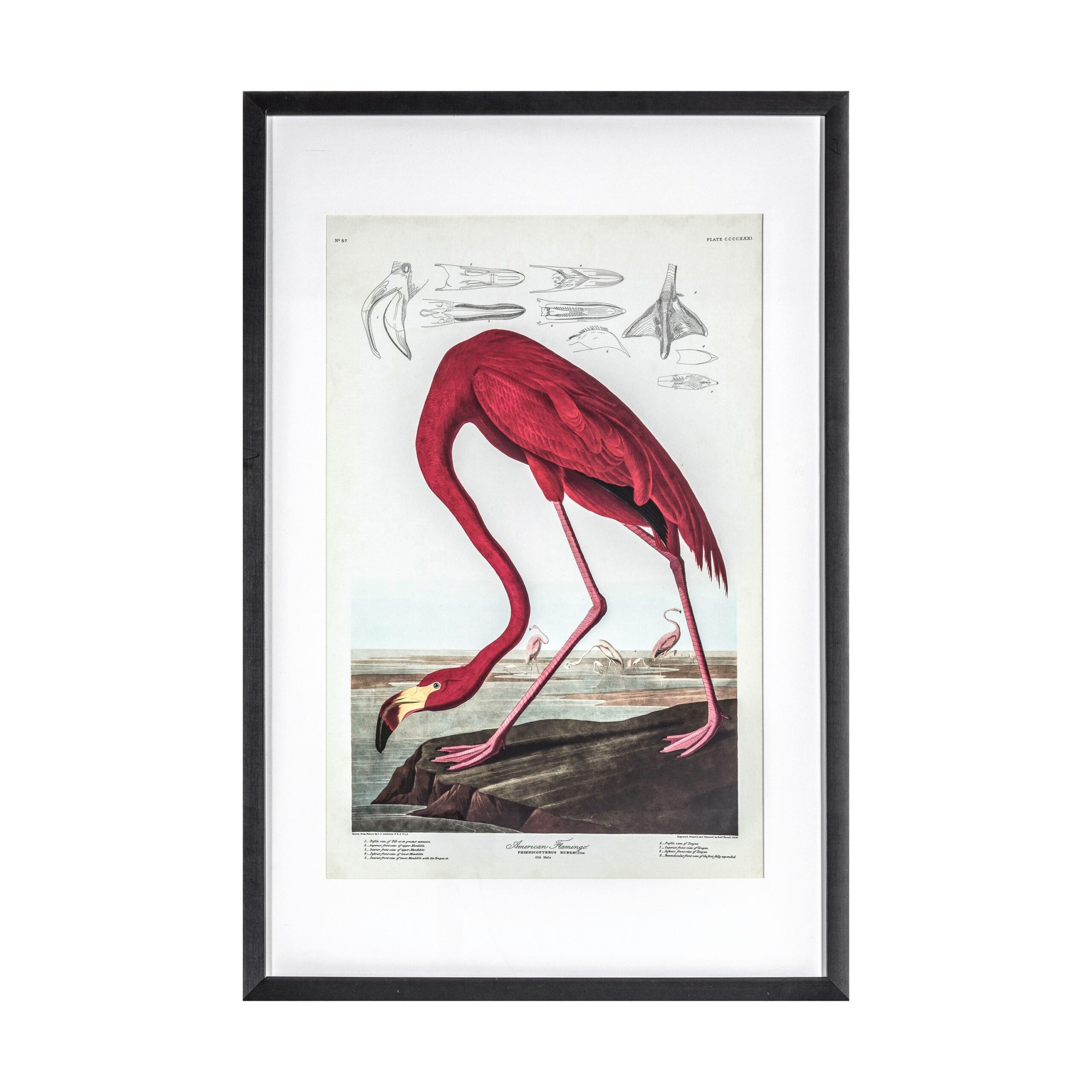 flamingo framed pictures