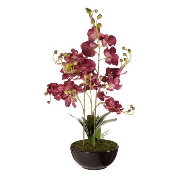 Rik Purple Orchid Plant With Black Ceramic Pot - Image 2