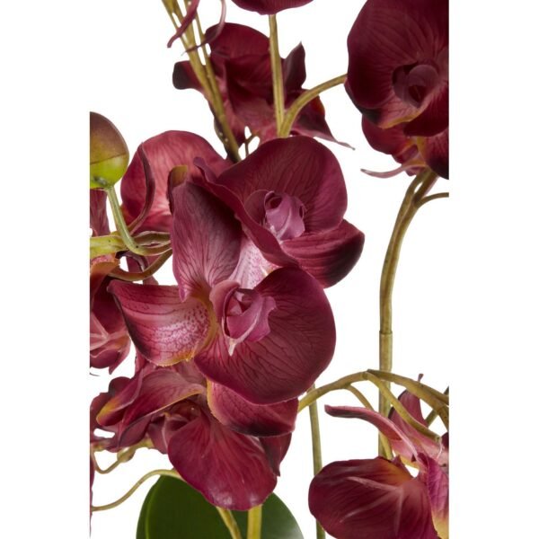 Rik Purple Orchid Plant With Black Ceramic Pot - Image 3