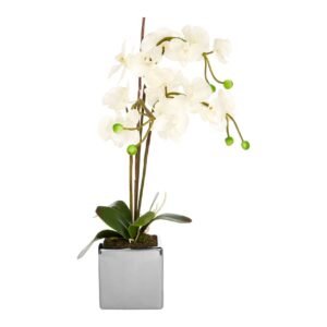 White Elm Orchid Plant With Silver Ceramic Pot