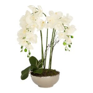 White Elm Orchid Plant Natural Ceramic Pot