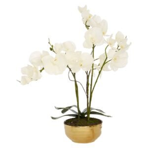 White Elm Orchid Plant With Gold Ceramic Pot