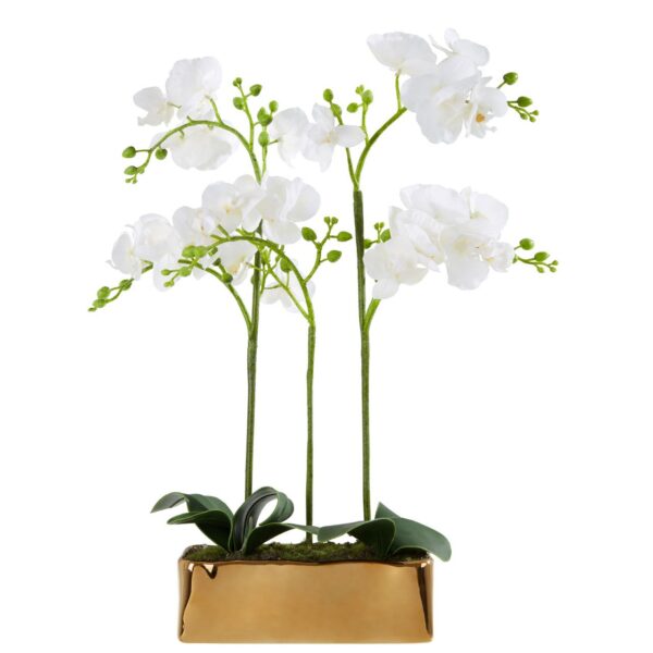 Fiorelli White Orchid Plant