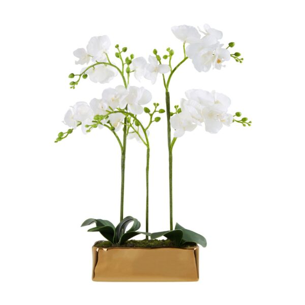 Fiorelli White Orchid Plant - Image 2