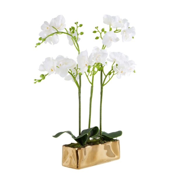 Fiorelli White Orchid Plant - Image 3