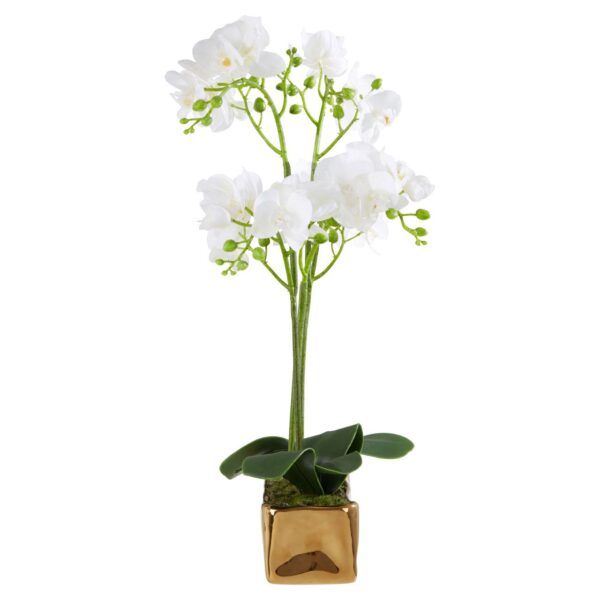 Fiorelli White Orchid Plant - Image 4