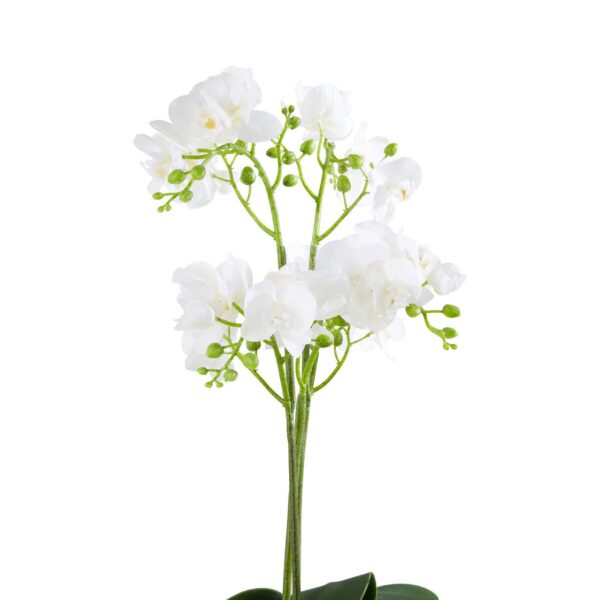 Fiorelli White Orchid Plant - Image 6