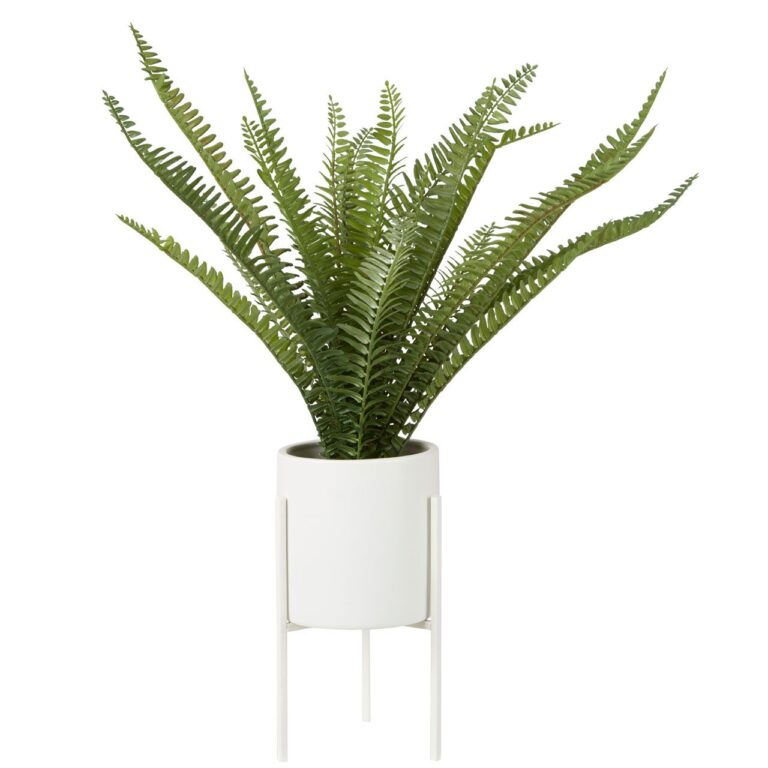 Fiorelli Fern With White Cement And Iron Pot