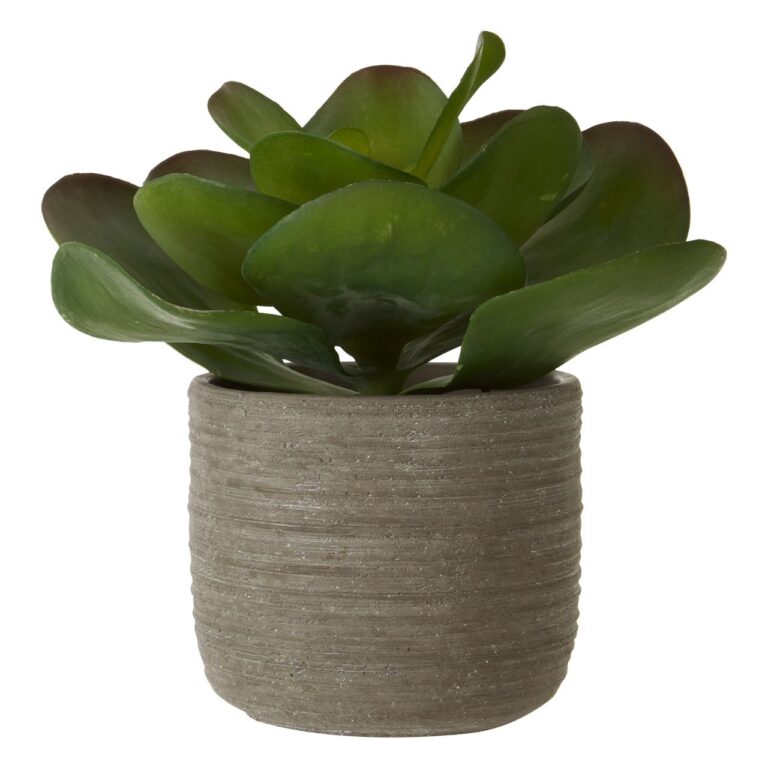 Fiorelli Lotus Succulent
