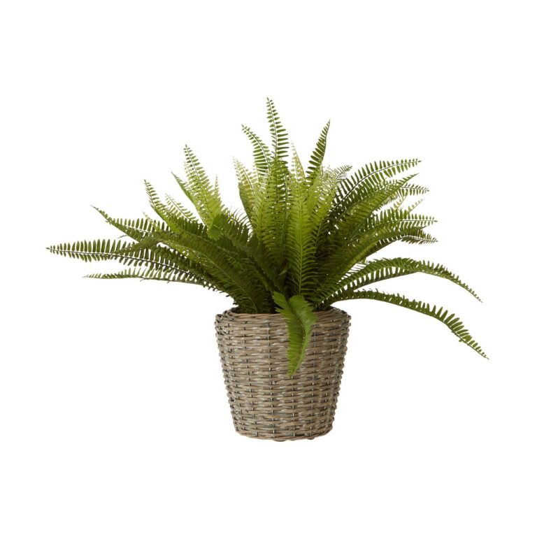 Fiorellii Boston Fern Succulent