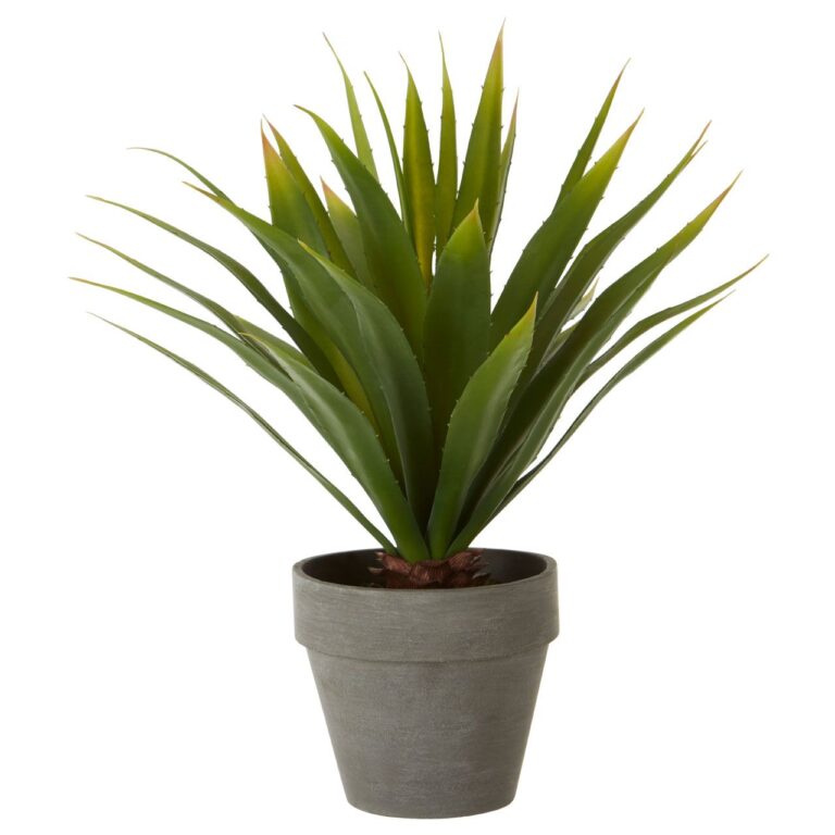 Fiorelli Agave Succulent