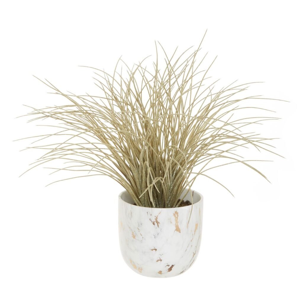 Fiori Grass Plant