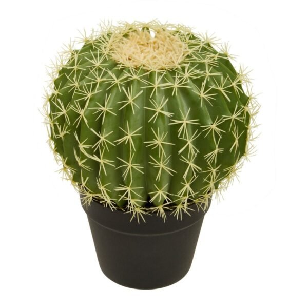 Fiorelli Cactus - Image 2