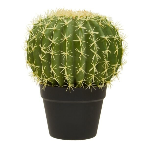 Fiorelli Cactus