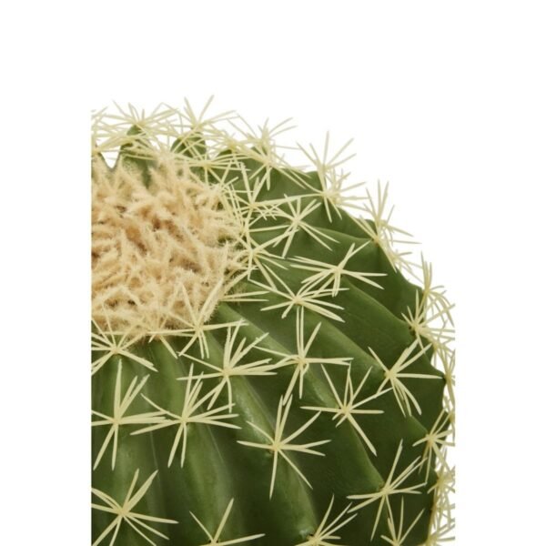 Fiorelli Cactus - Image 3