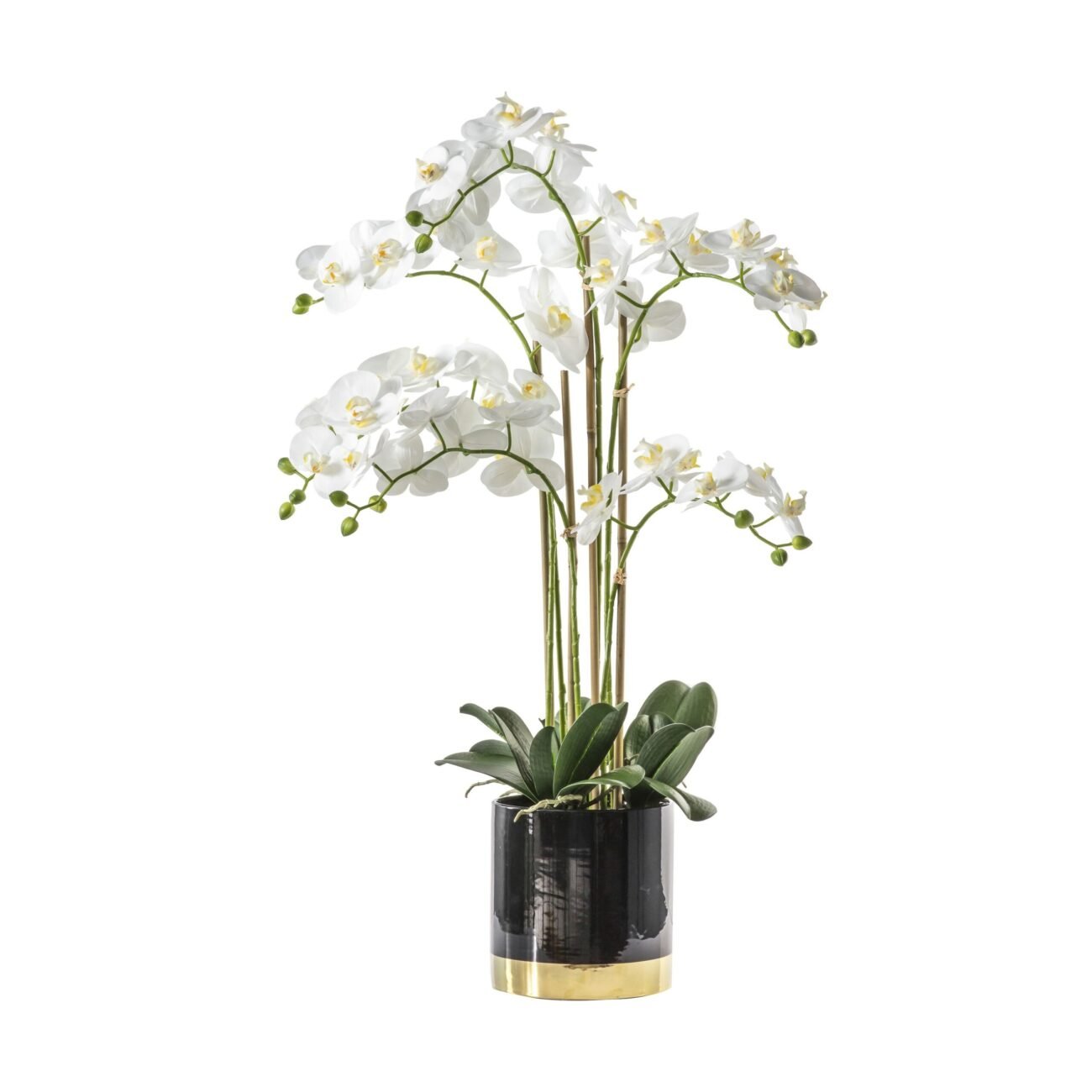 Eniche Orchid White with Black Gold Pot
