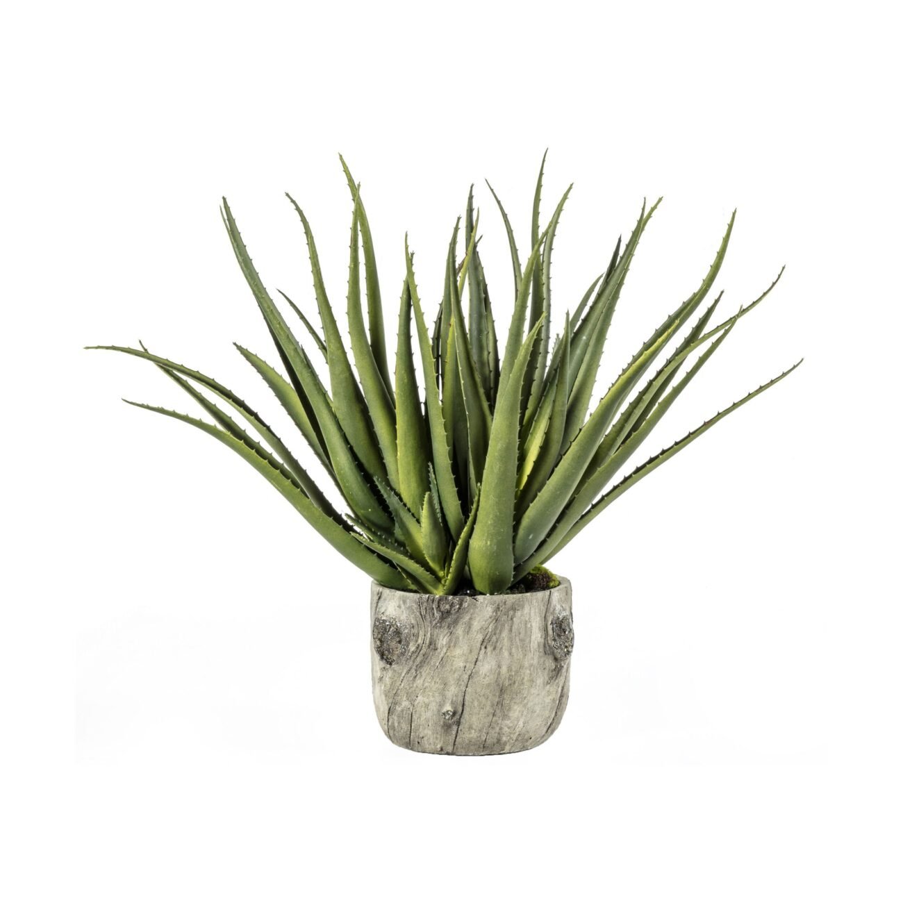 Aloe with Bark Effect Pot
