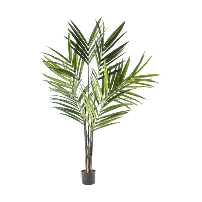 Kenty Palm Tree