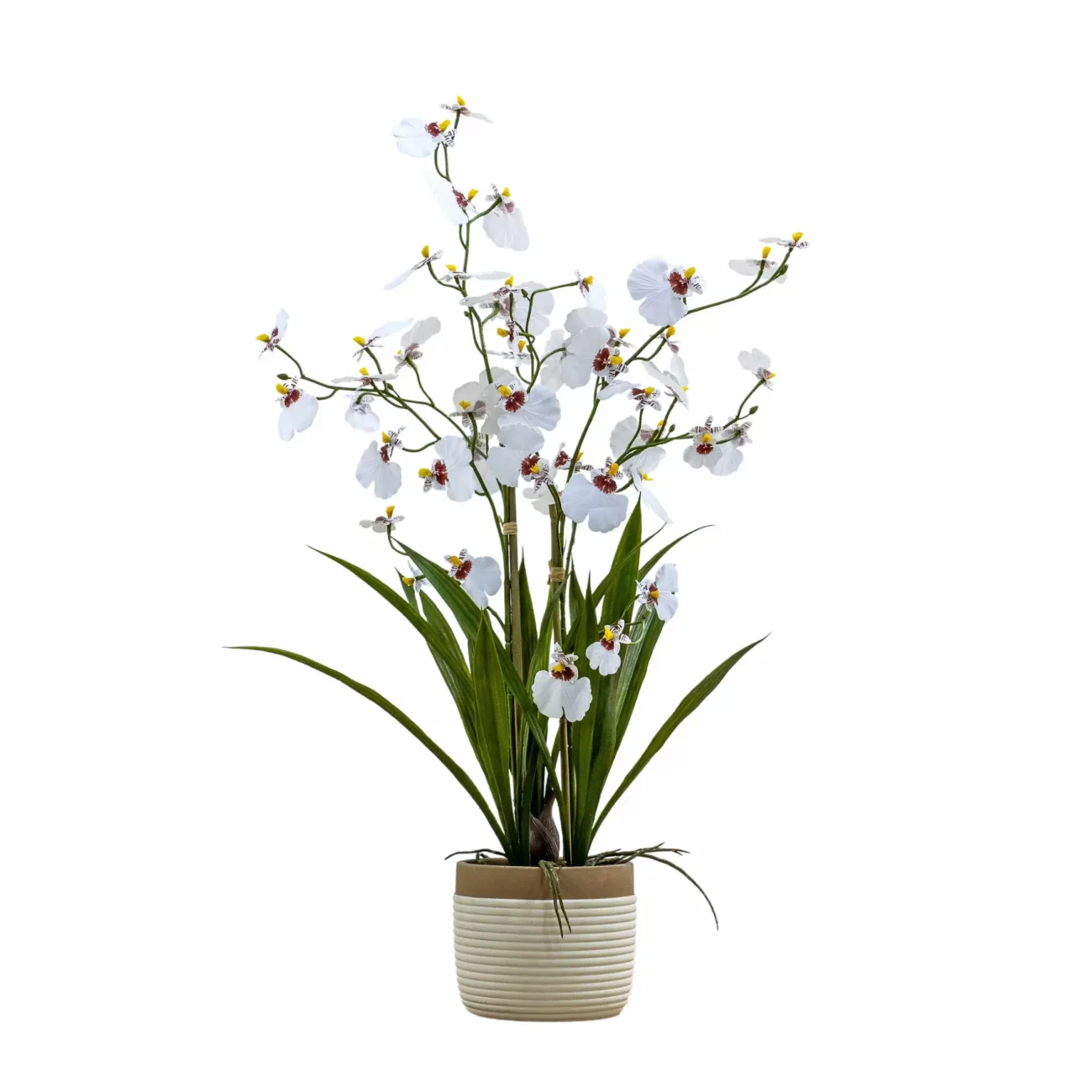 Eniche Potted Oncidium Orchid White Small Eniche Potted Oncidium Orchid White Small