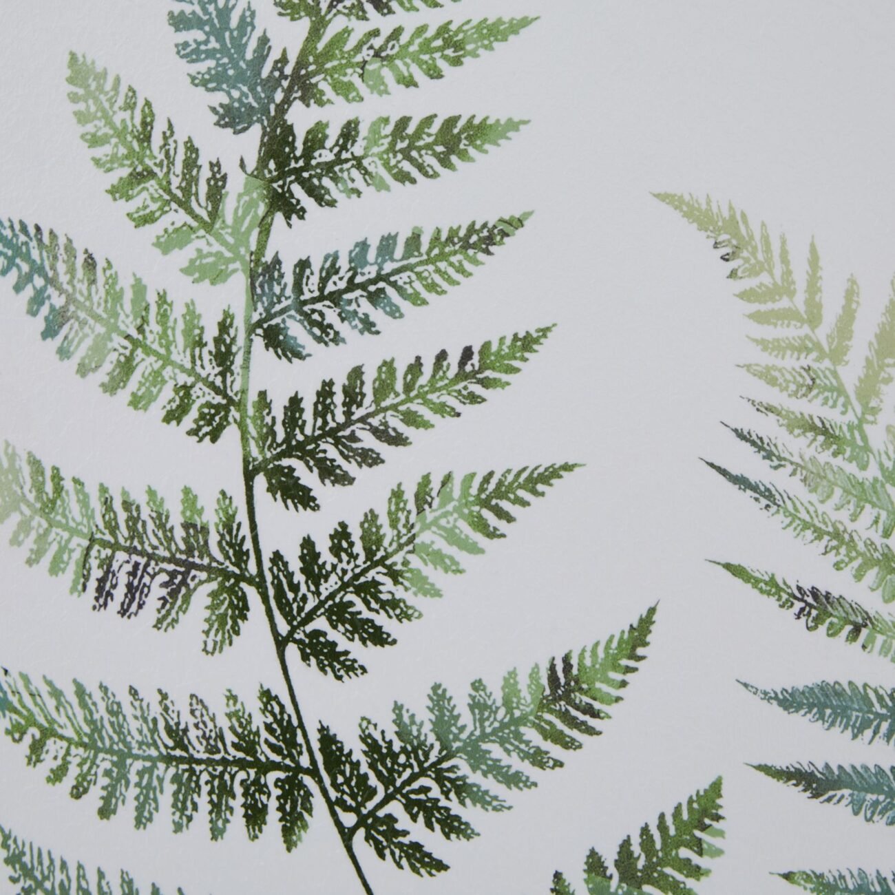 Watercolour Fern Duo In Washed Wood Frame Watercolour Fern Duo In Washed Wood Frame
